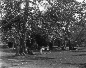 Figure 2: On the surface the park seemed to be a sylvan ideal, the reality was much more interesting. Source: Los Angeles Public Library Photo Collection, http://jpg2.lapl.org/pics20/00019799.jpg 