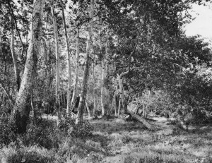 Figure 1: Photograph by Charles Beam. For much of its early history Sycamore Grove Park remained relatively wild. Source: Los Angeles Public Library Photo Collection,  http://jpg2.lapl.org/pics20/00019809.jpg 